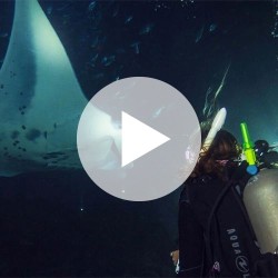 Digital - Night Diver Video...