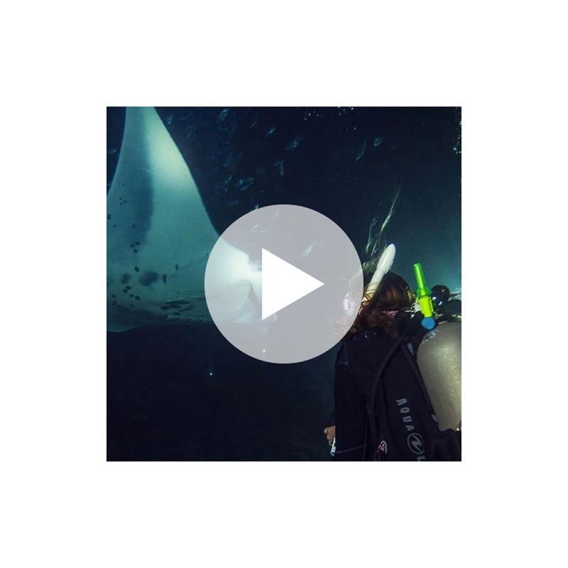 Digital - Night Diver Video - Student Edition